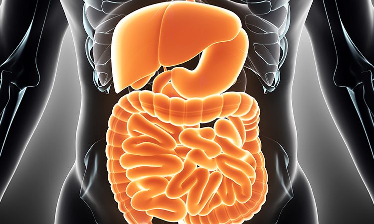 Sample image of absorption and microbiome concept.