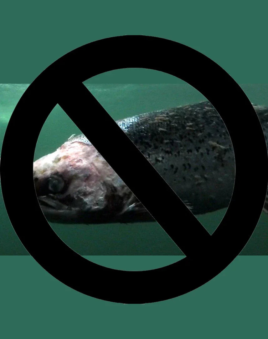 This is the poster sign warning that fish are fed antibiotics on farms due to unnatural living conditions, leading to infections, sicknesses, and decreased nutritional value.